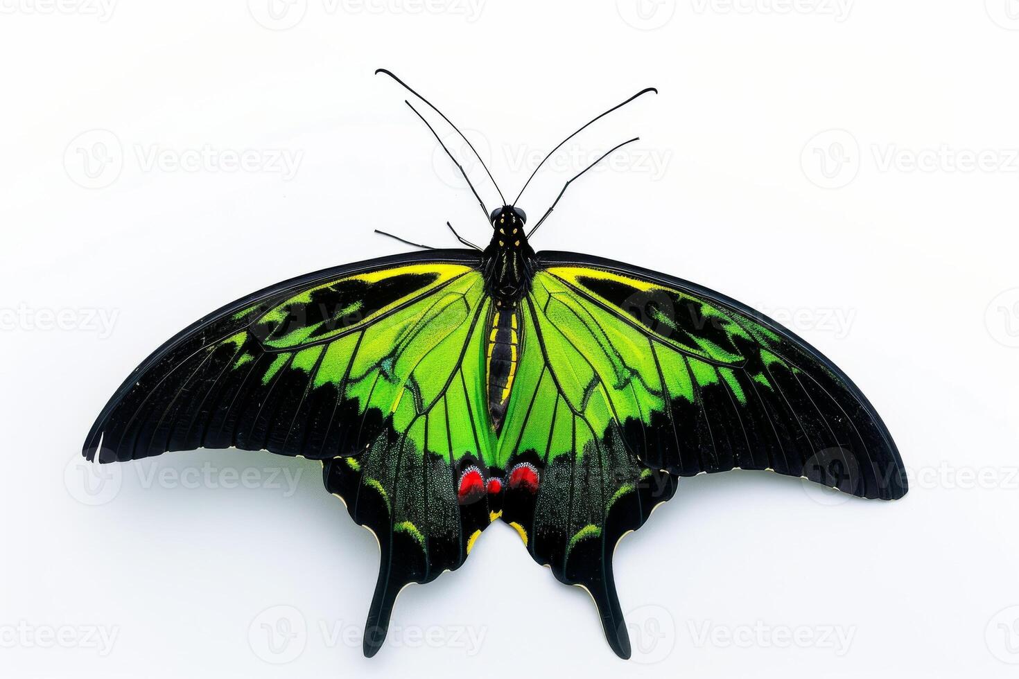A green and black butterfly with red spots photo