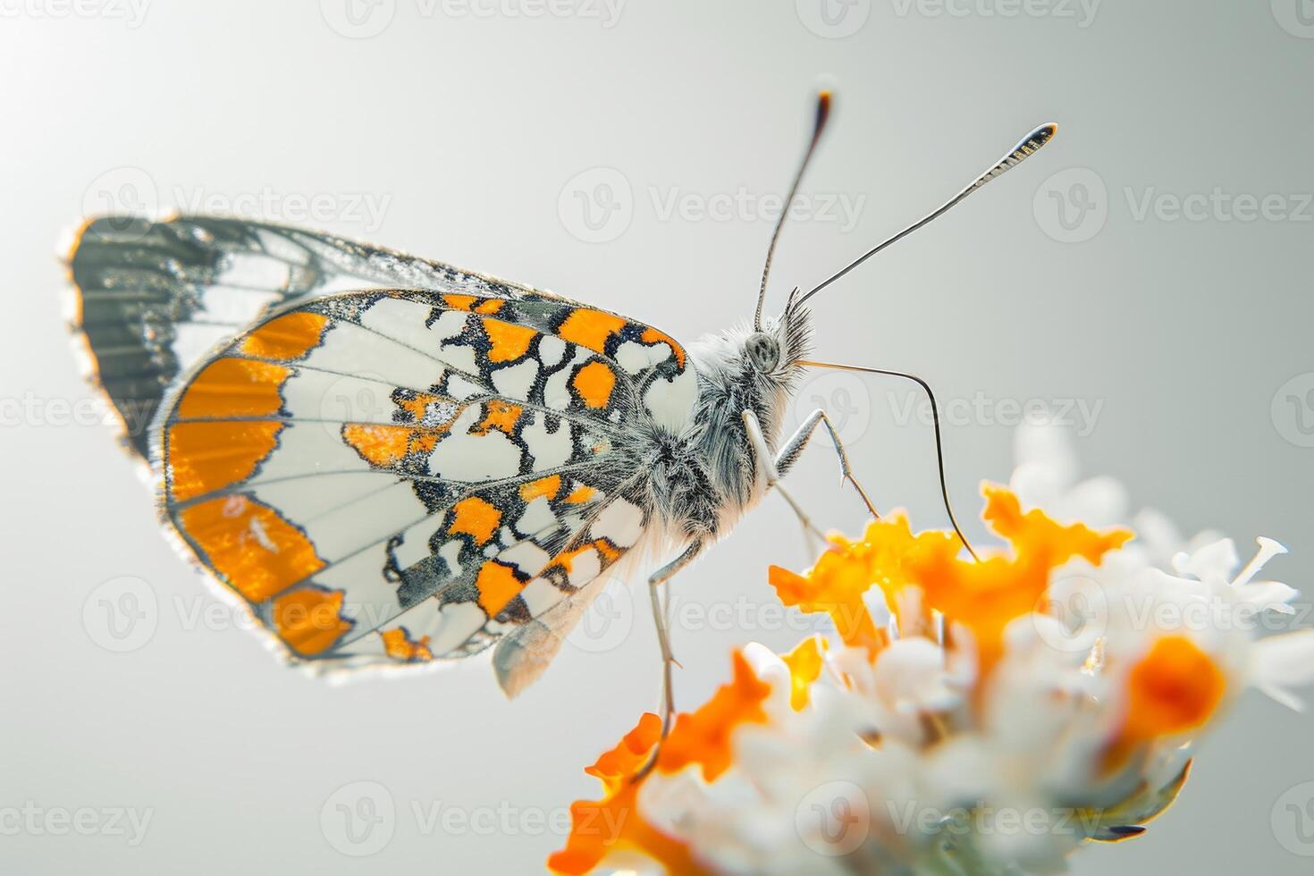 A butterfly with orange and white spots on it photo