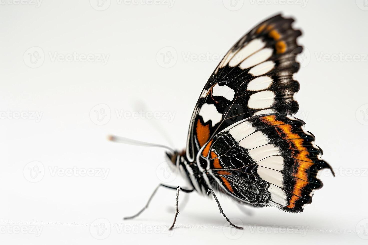 A butterfly with orange, black and white stripes photo