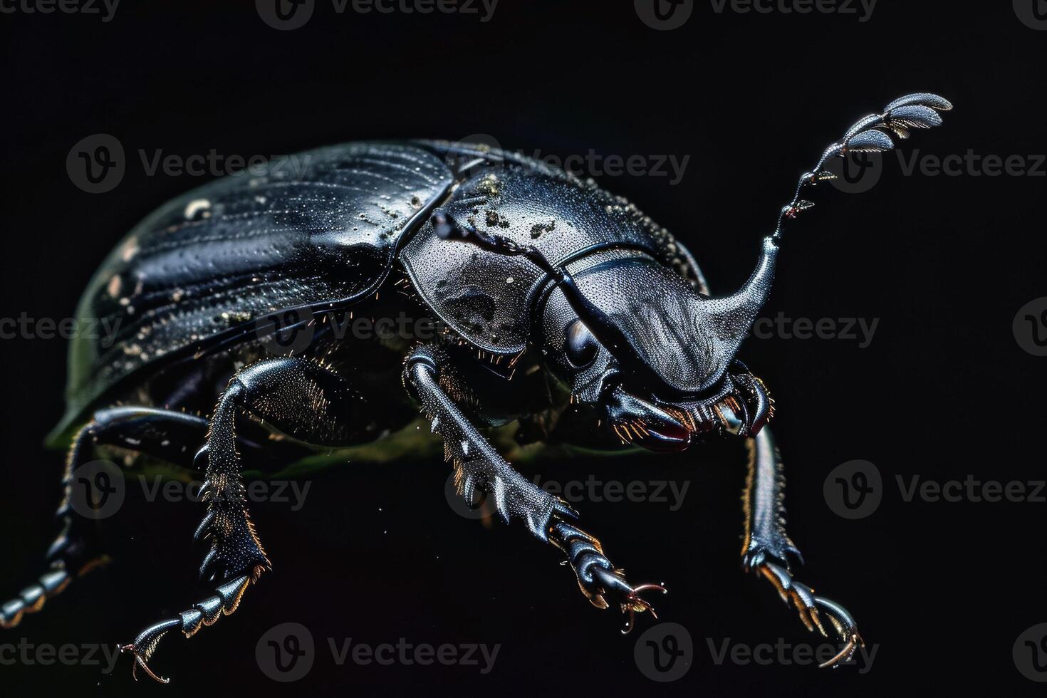 A black beetle with long legs and a long tail photo
