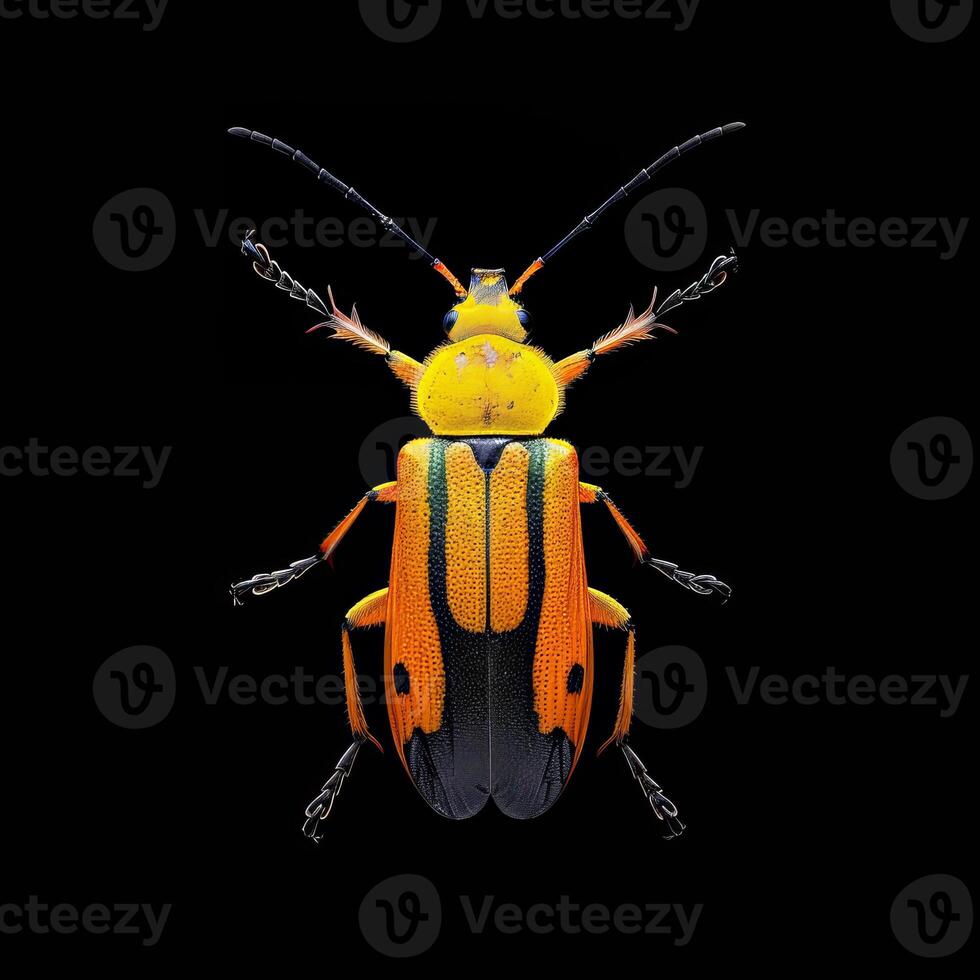 A bug with orange and black stripes on it's back photo