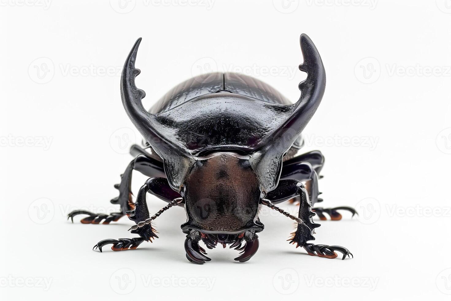 A large beetle with large horns on its head photo