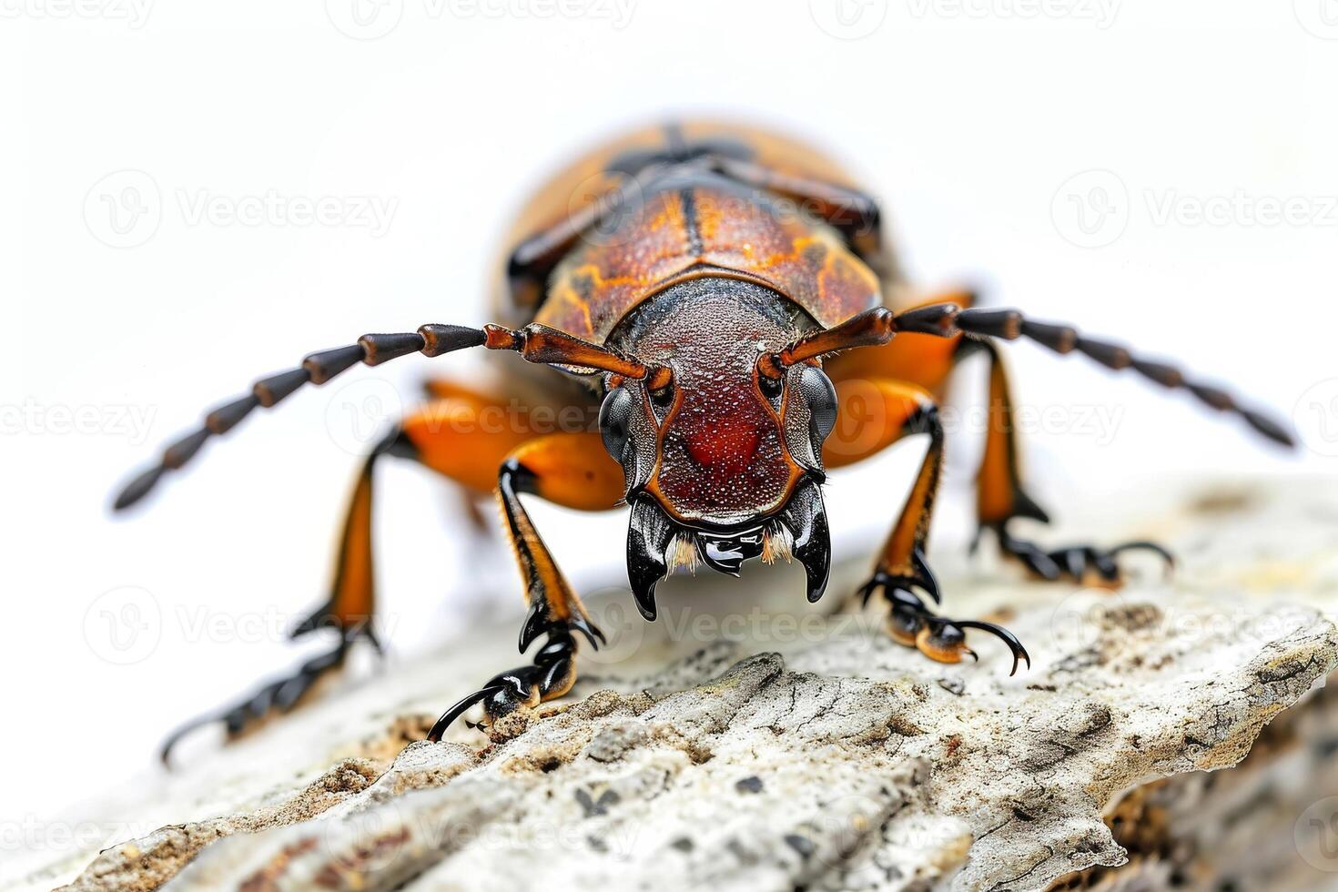 A large beetle with orange and black stripes on its back photo