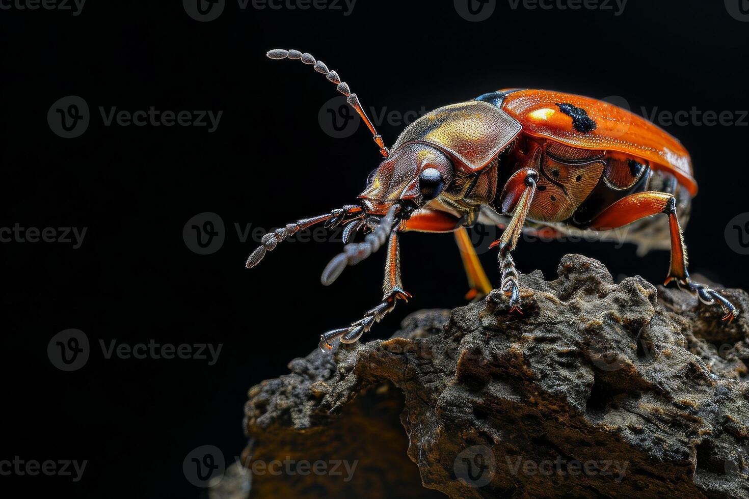 A beetle with orange and black stripes on its back photo