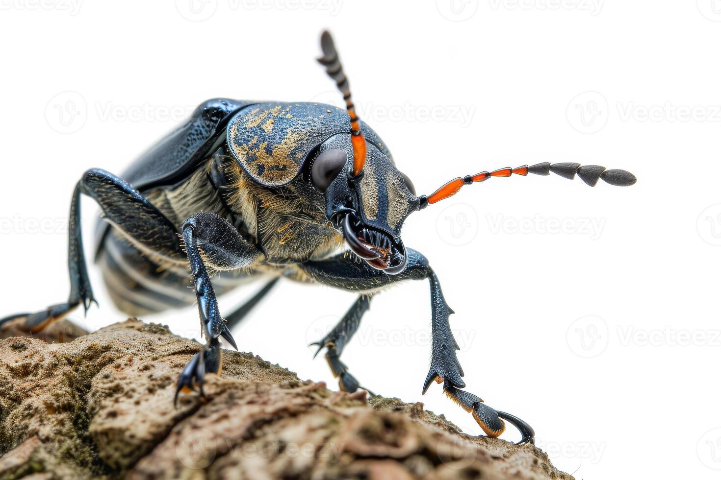 A large beetle with orange and black stripes on its back photo