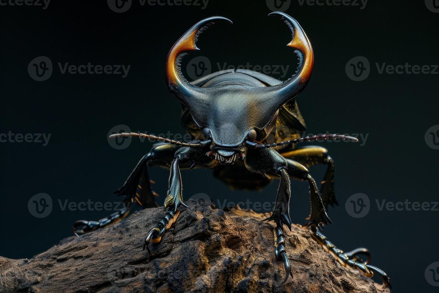 A large beetle with large horns on its back photo