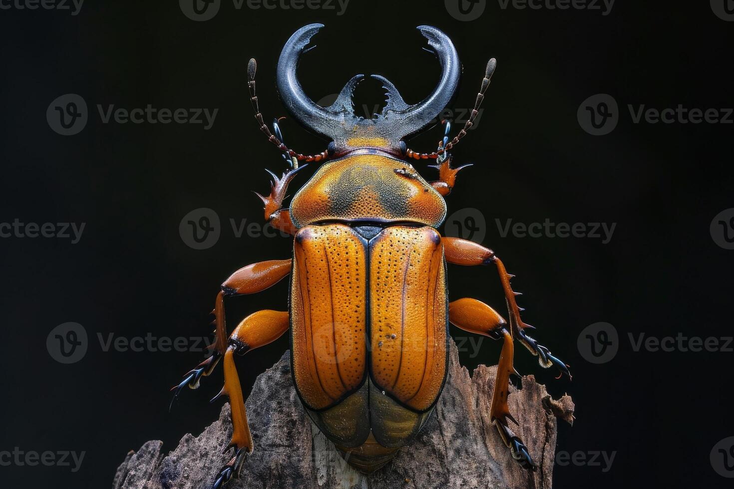A large beetle with orange and black stripes on its back photo