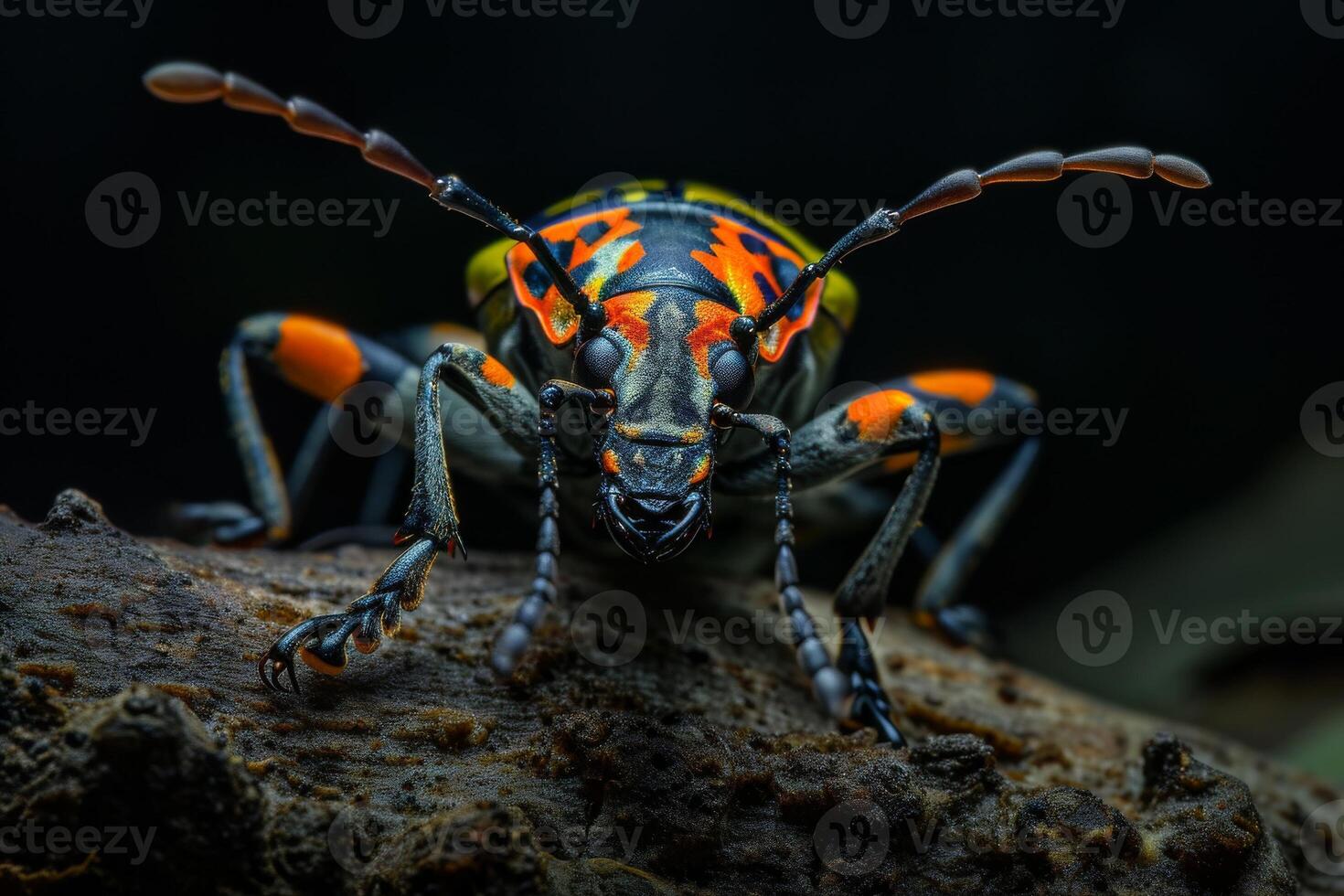A colorful bug with orange and black stripes photo
