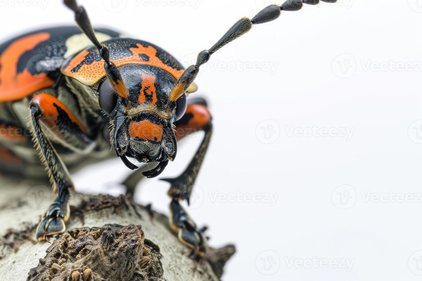 A close up of a beetle with black and orange spots photo