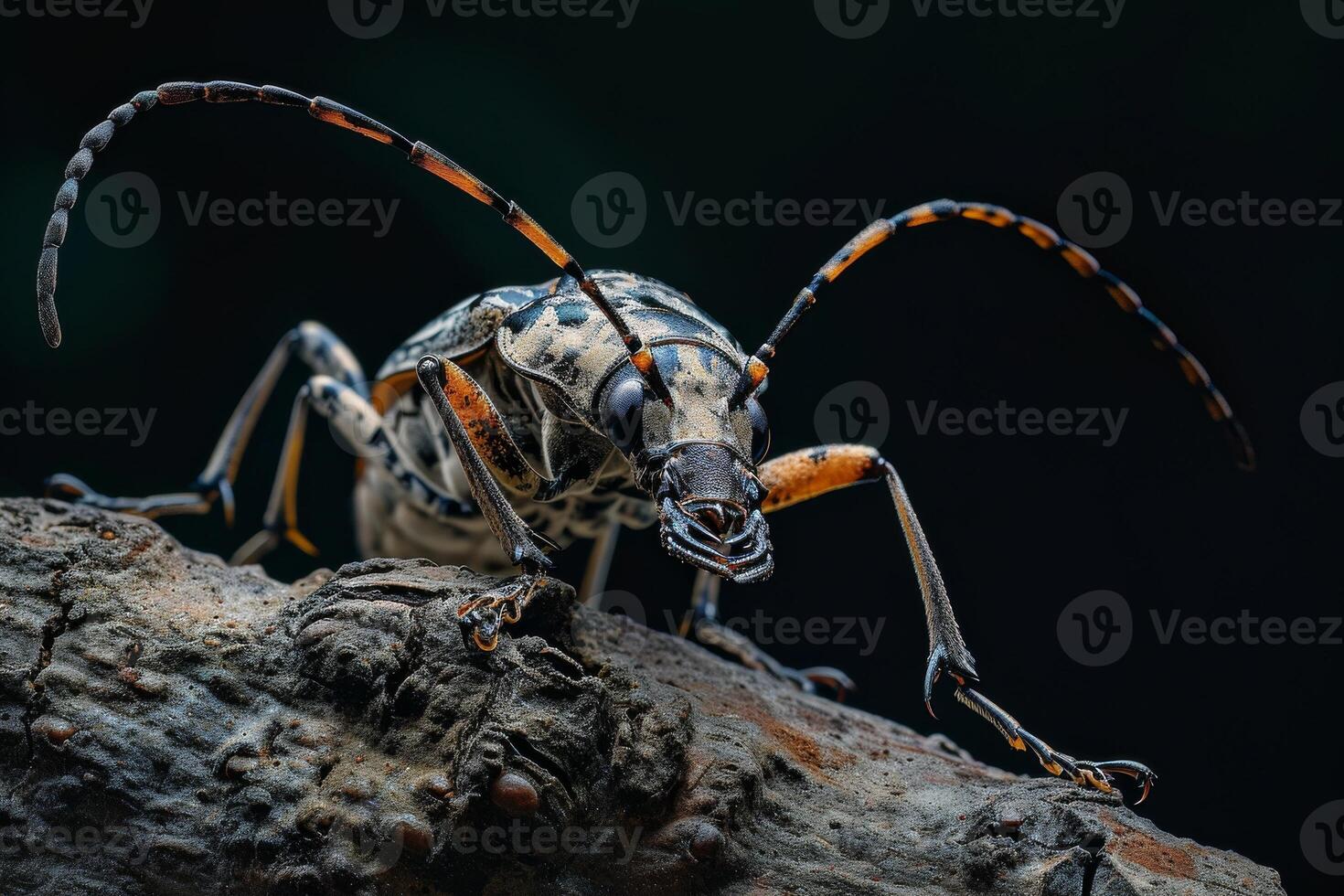 A bug with long legs and a long tail photo