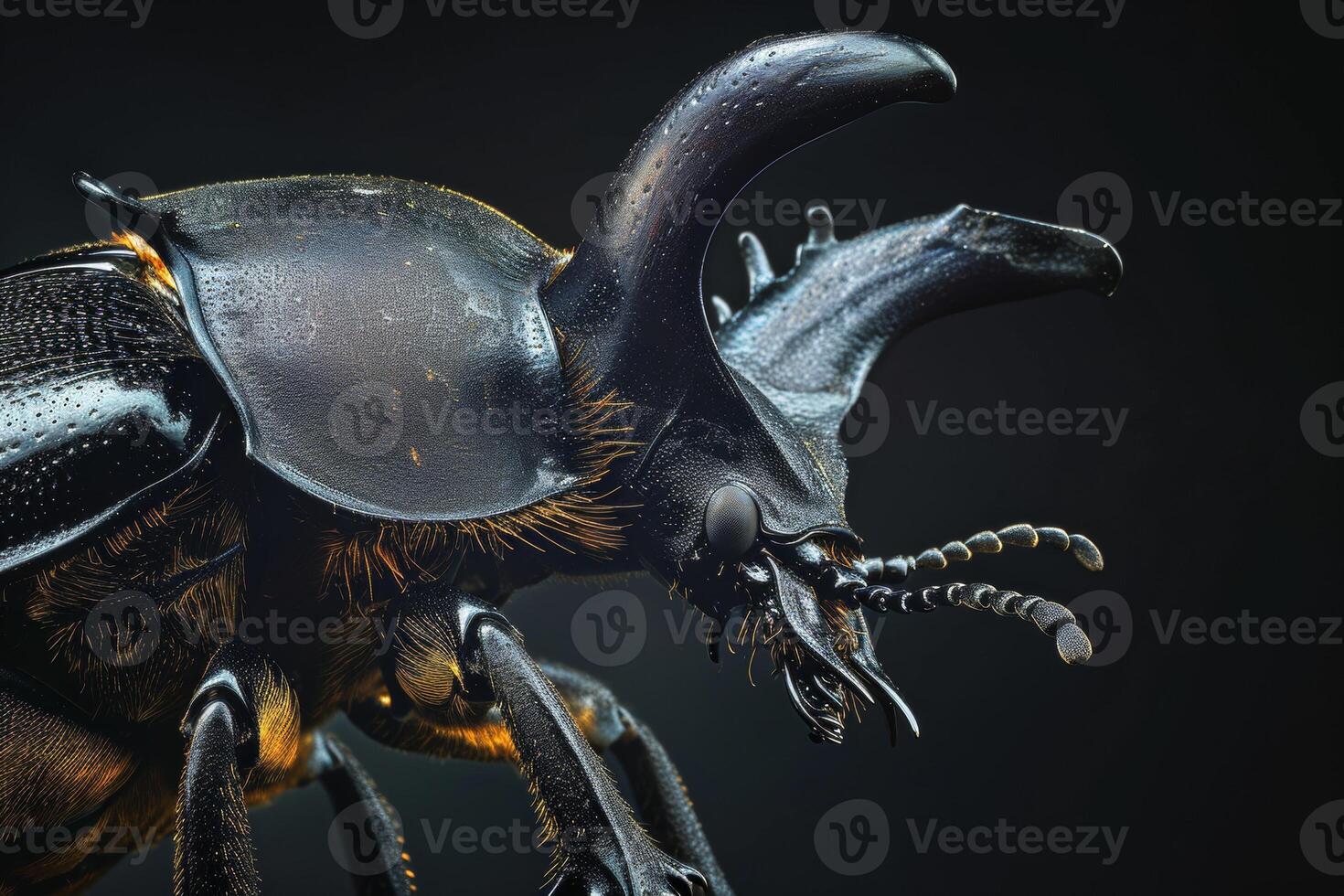 A close up of a beetle with large horns photo