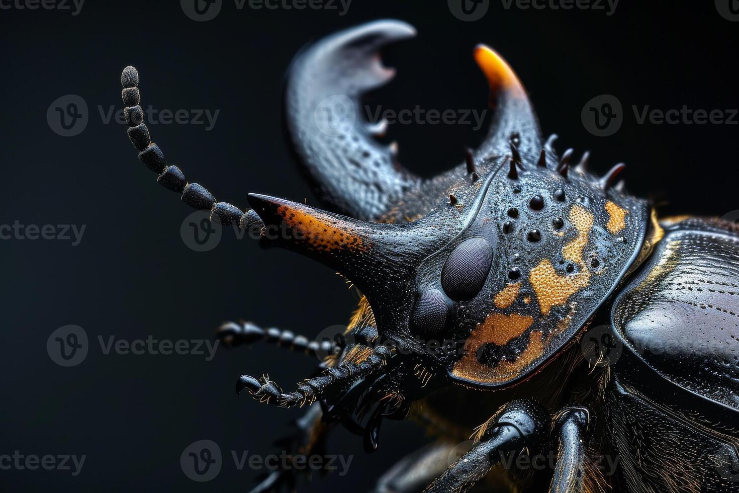 A close up of a beetle with a long horn photo
