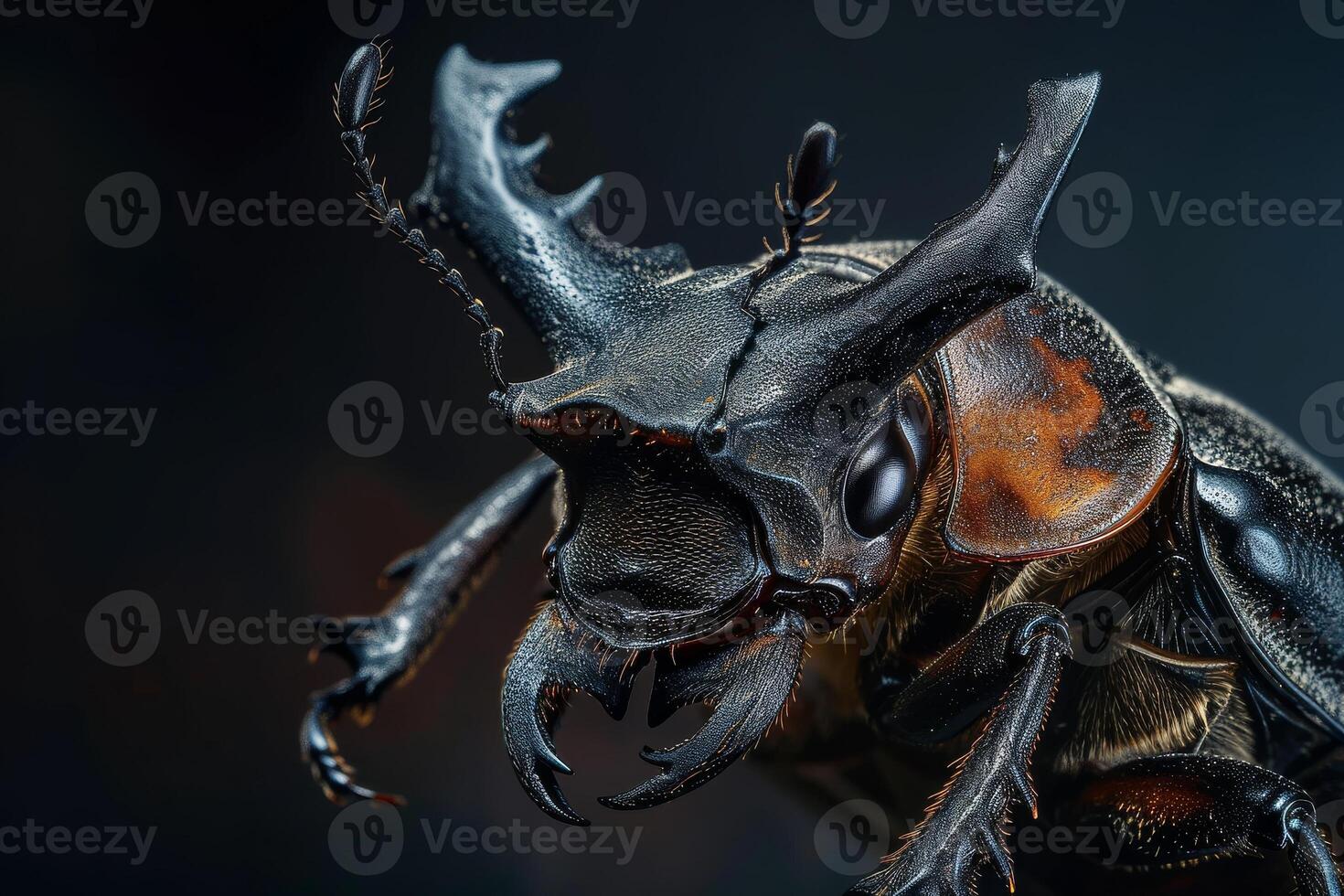 A close up of a beetle with large horns photo