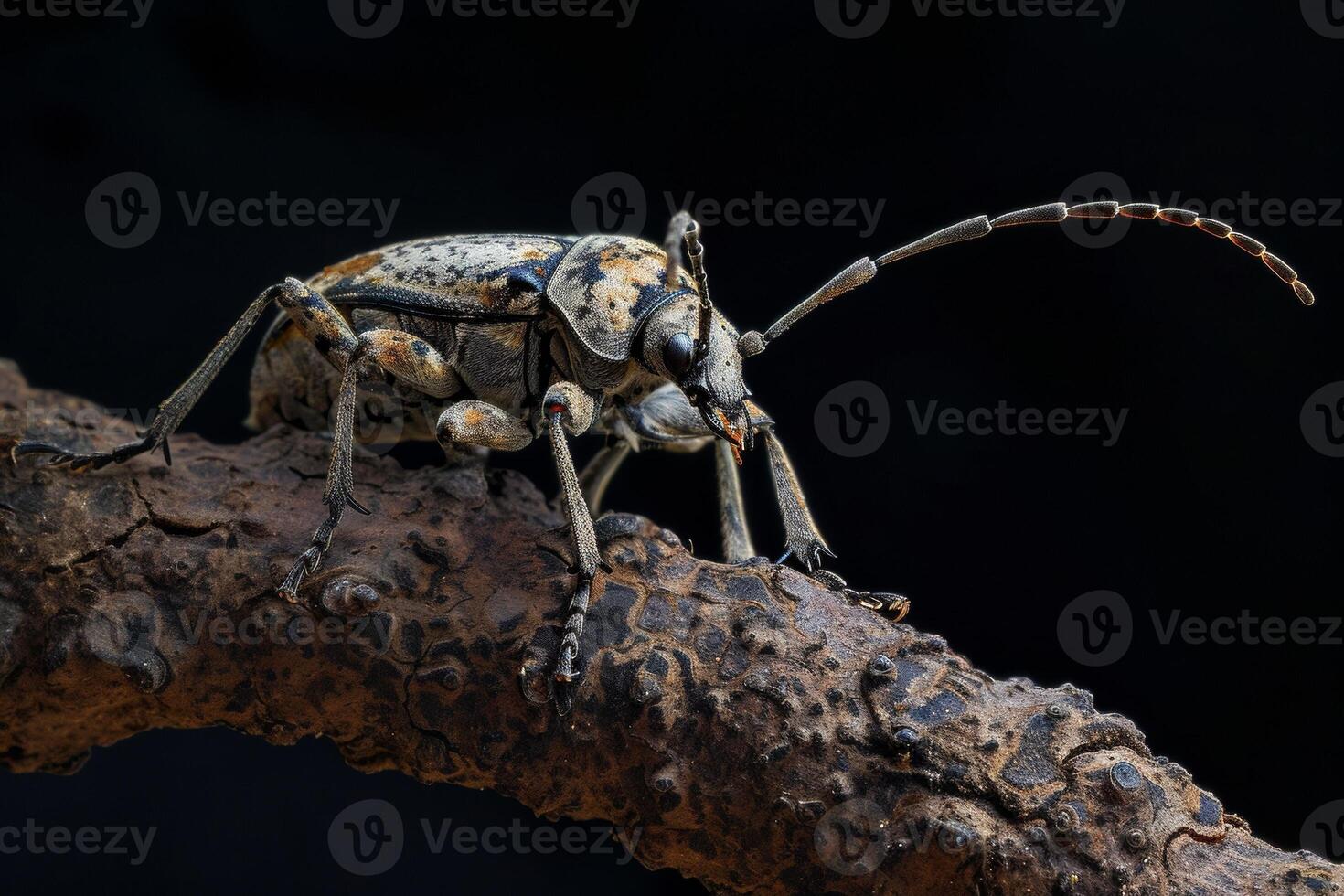 A large bug with long legs sitting on a branch photo