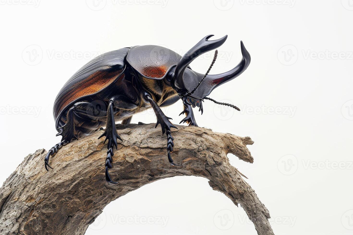A large beetle with long horns sitting on a branch photo