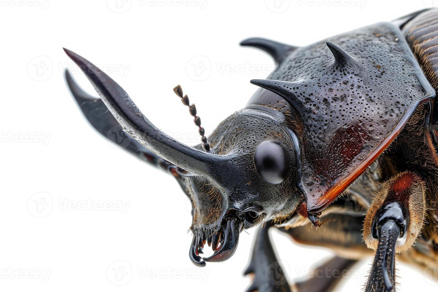 A close up of a large beetle with long horns photo
