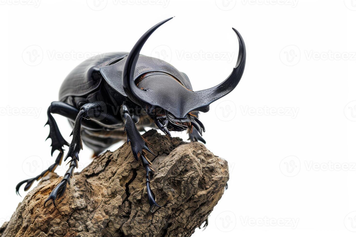 A large beetle with long horns on a rock photo
