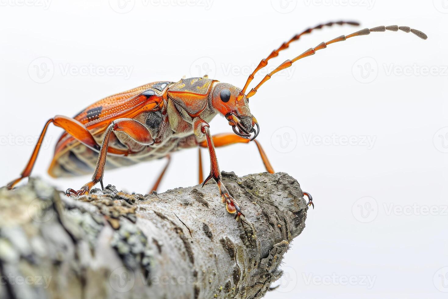 A bug with orange and black stripes on its back photo