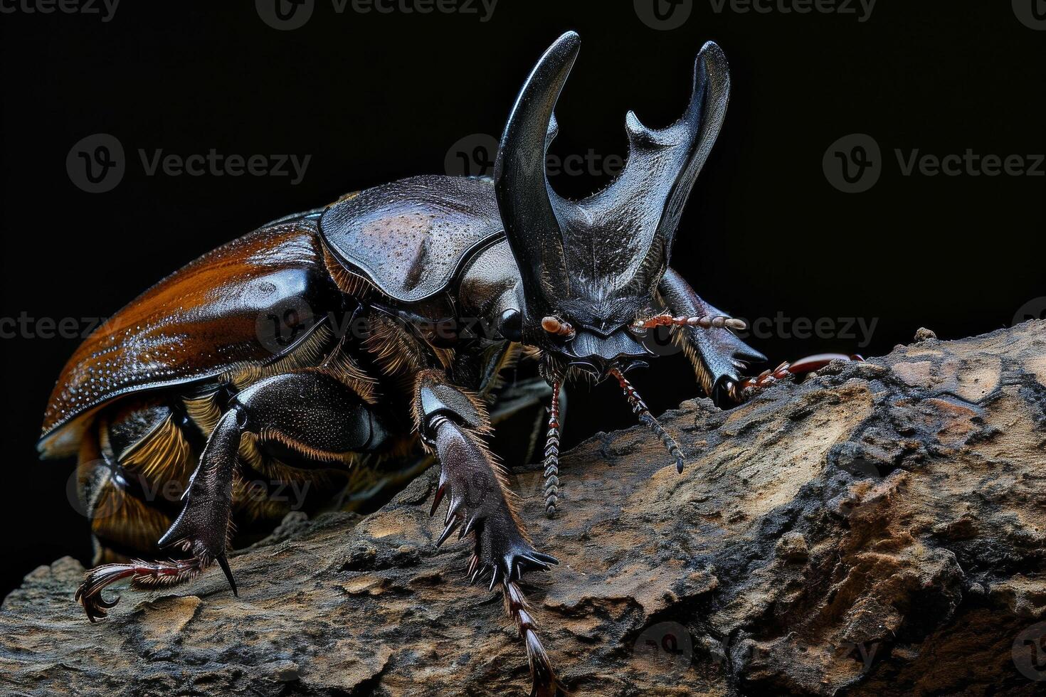 A large beetle with long horns on its back photo