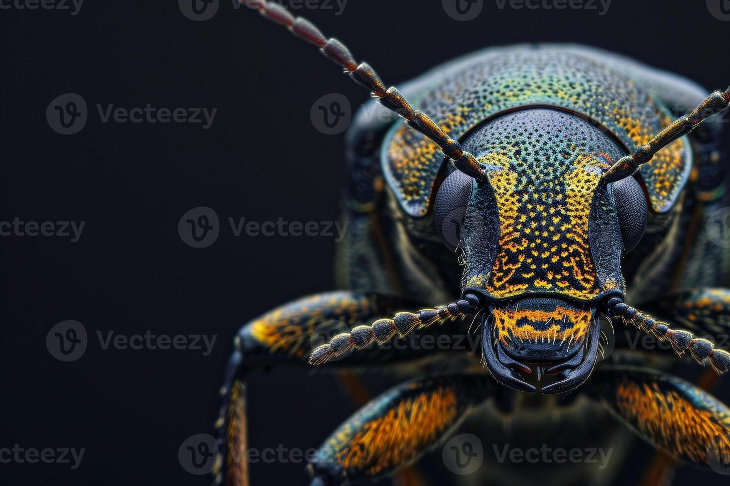 A close up of a bug with yellow and black spots photo