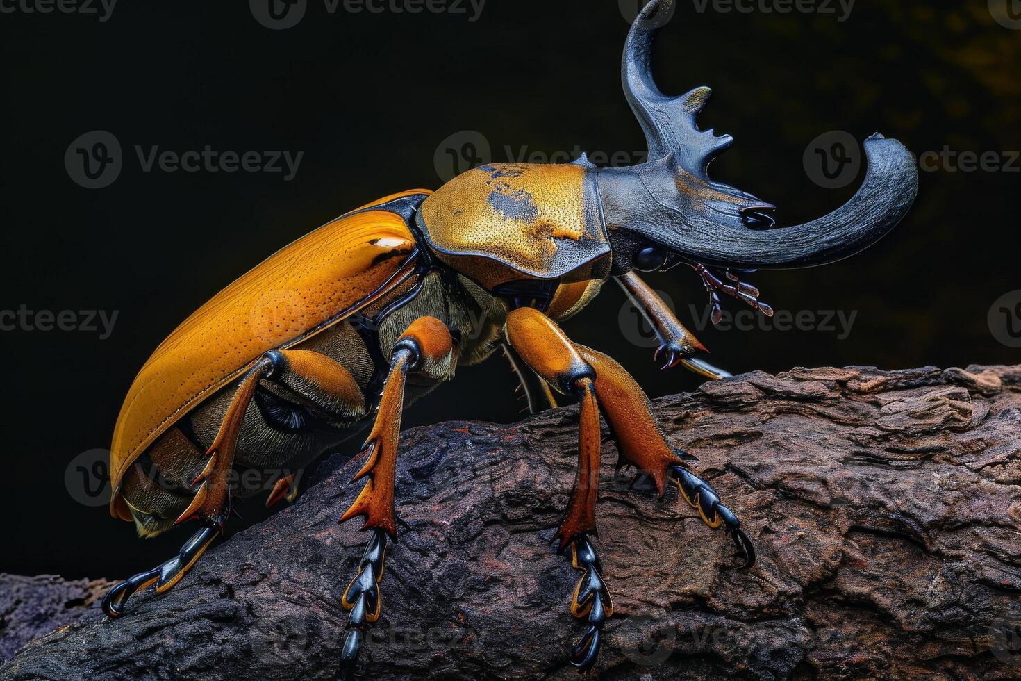 A large beetle with large horns on its back photo