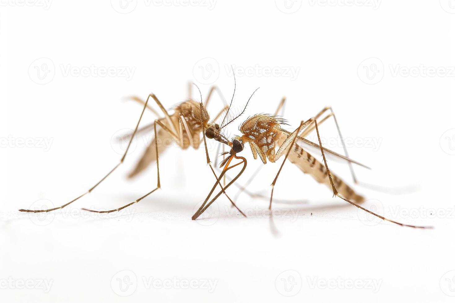 Mosquito bites are a common cause of mosquito bites photo
