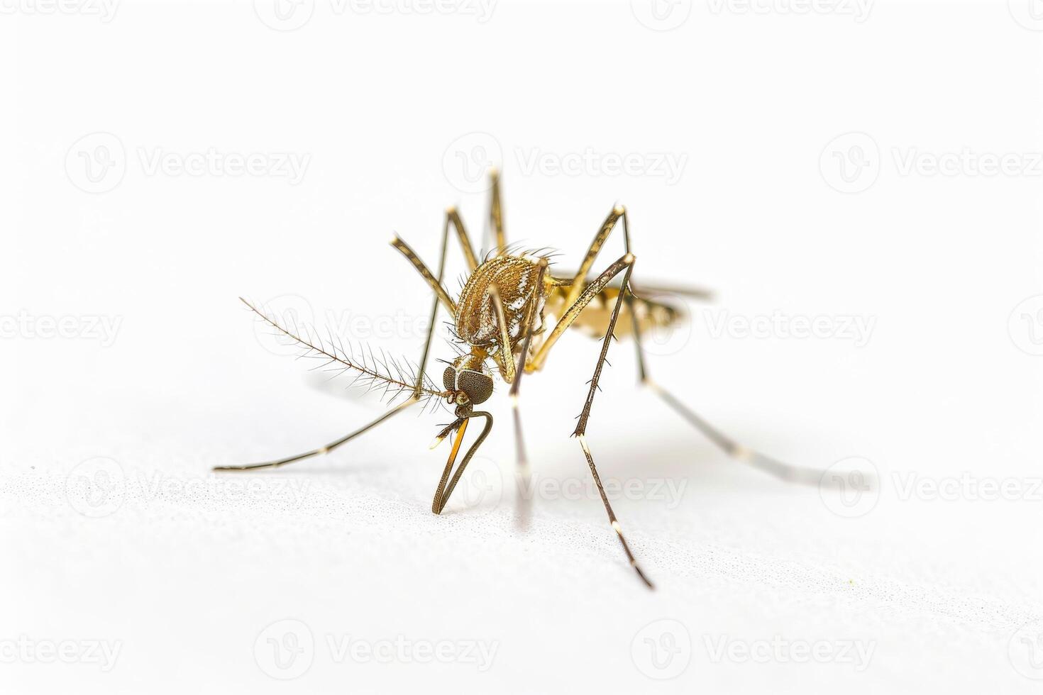 Mosquito bites are a common cause of mosquito bites photo