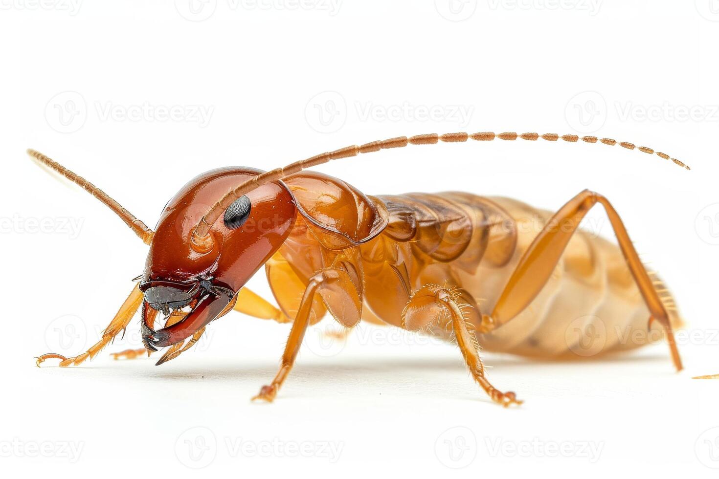 A large brown bug with long legs photo