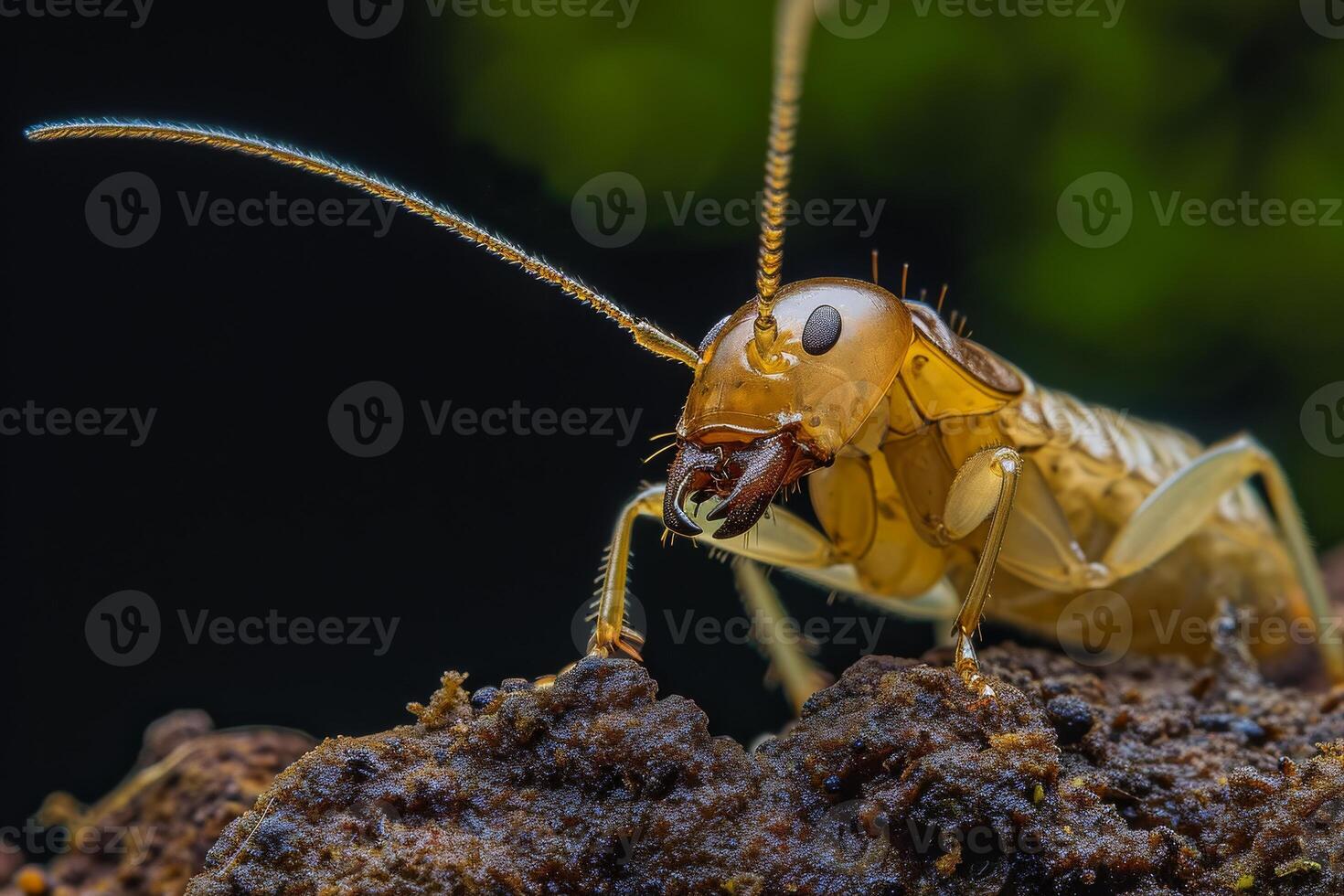 A close up of a grasshopper on a rock photo