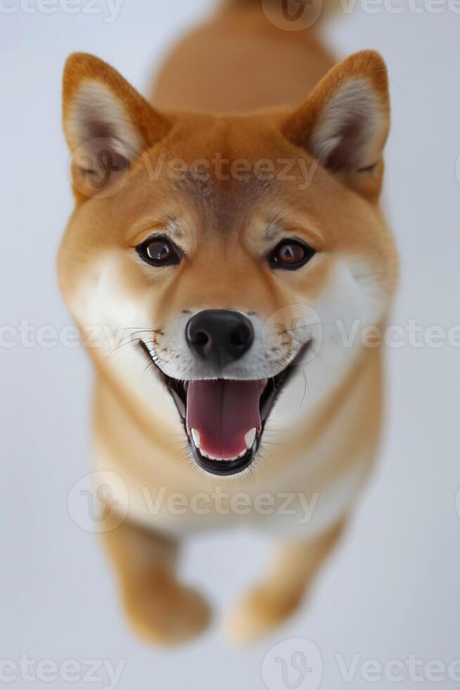 A dog is smiling and looking up photo