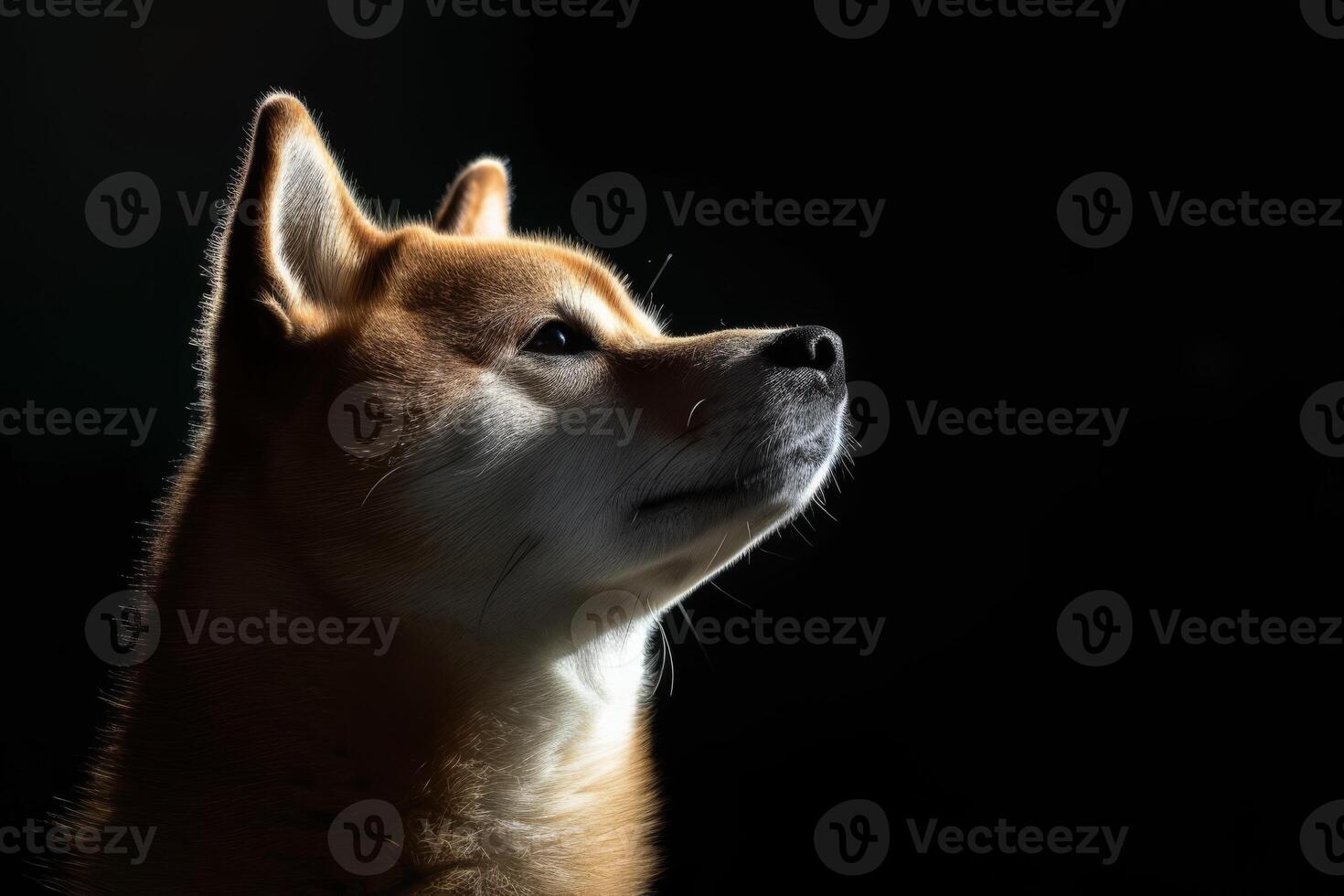 A dog is looking up in the dark photo