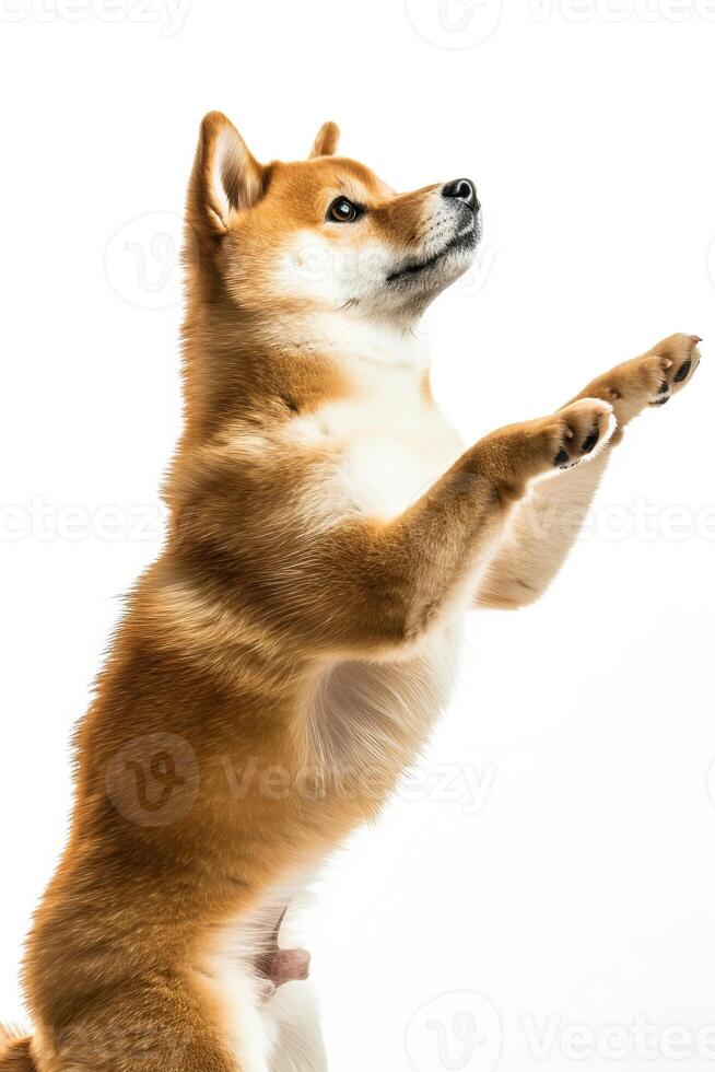 A dog is standing on its hind legs and reaching for something photo