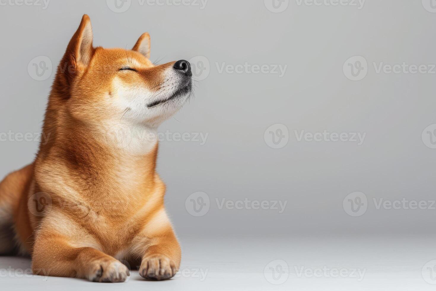 A dog is sitting on a gray background photo