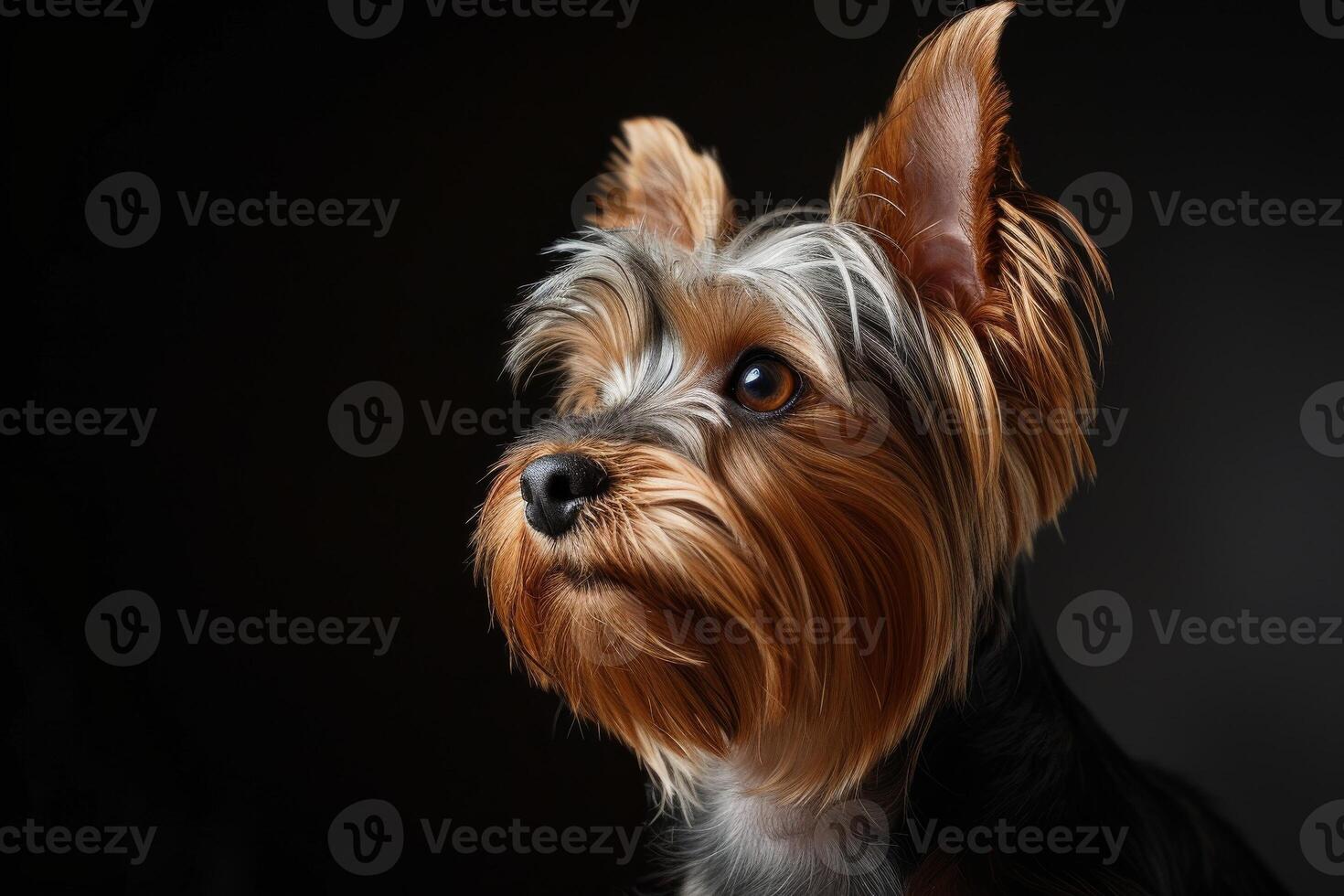 Yorkshire terrier dog portrait on black background photo
