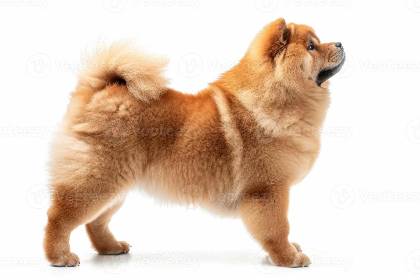 Chow chow dog standing on white background photo