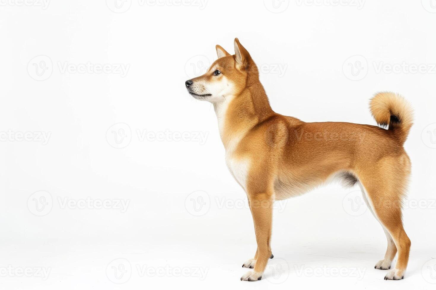 A dog is standing on a white background photo