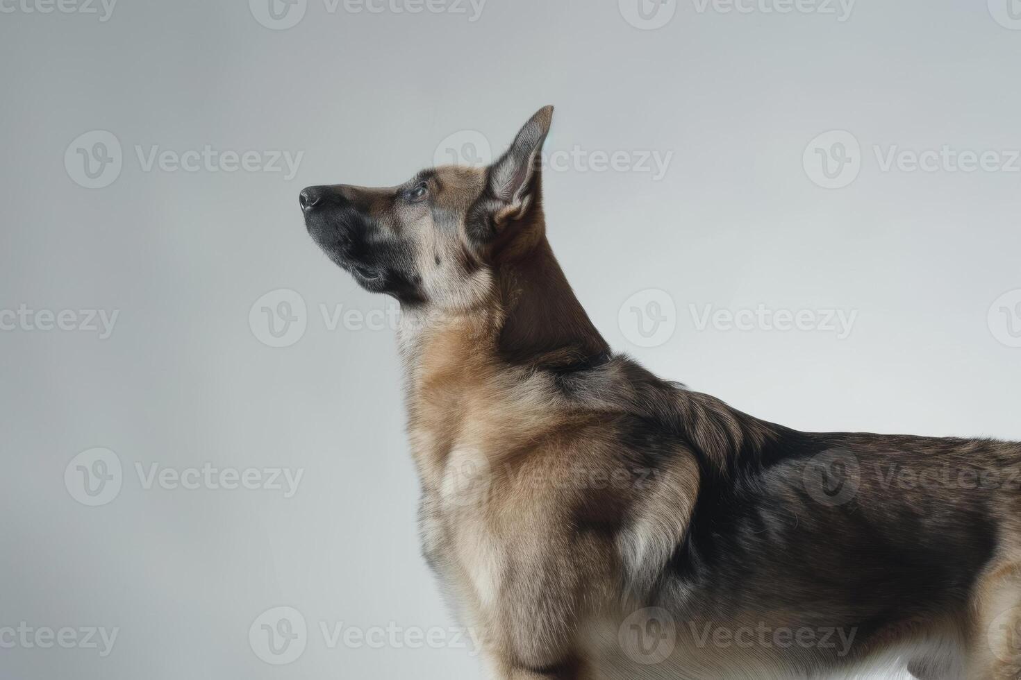 A german shepherd dog standing on a white background photo
