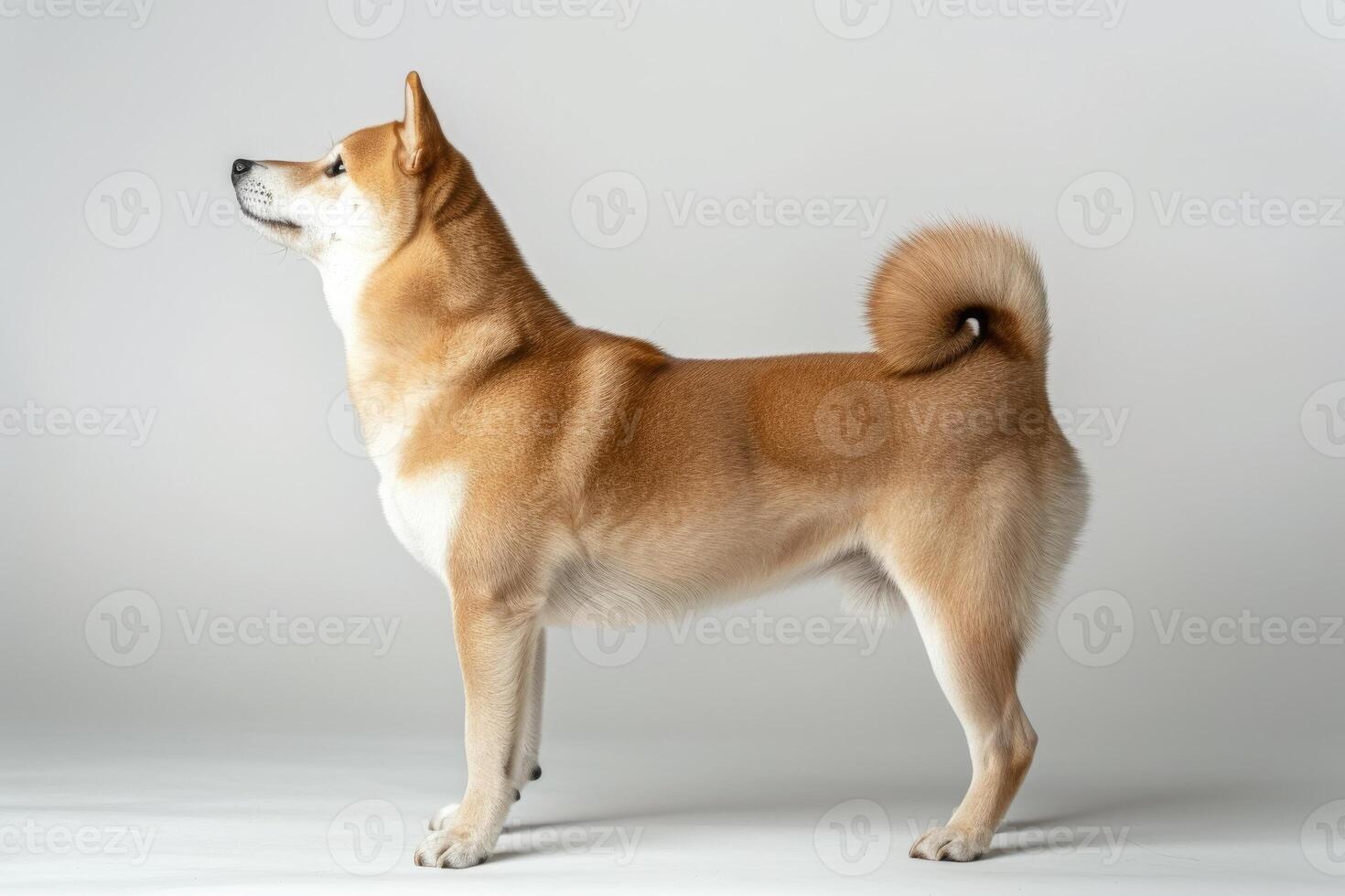 A shiba inu dog standing on a white background photo