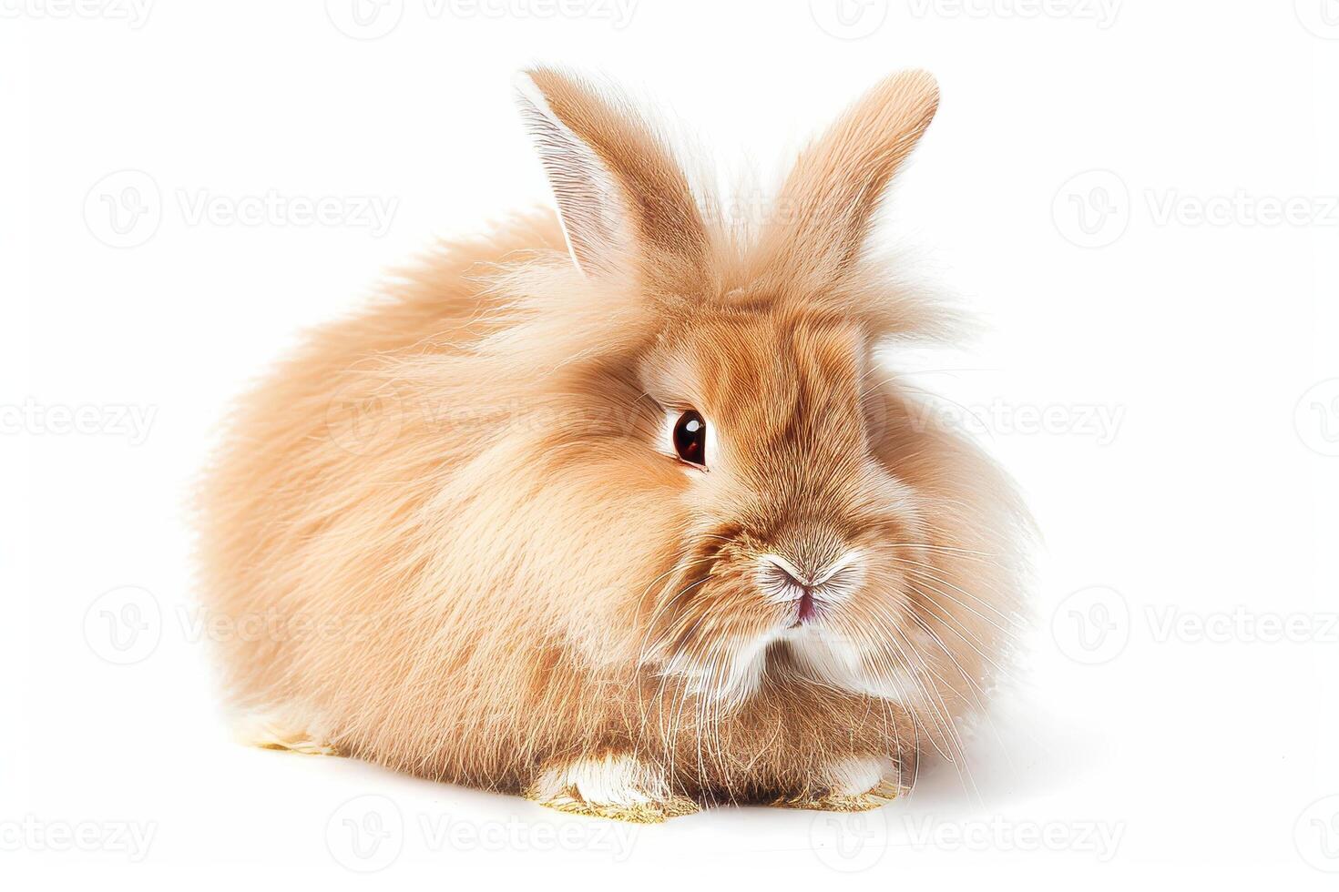 A fluffy orange rabbit is sitting on a white background photo