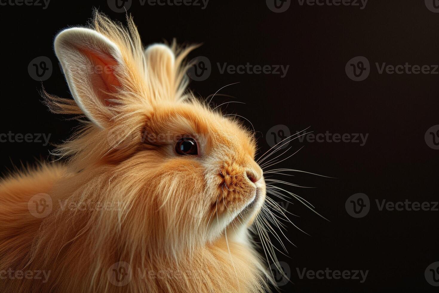A fluffy orange rabbit with long hair on a black background photo