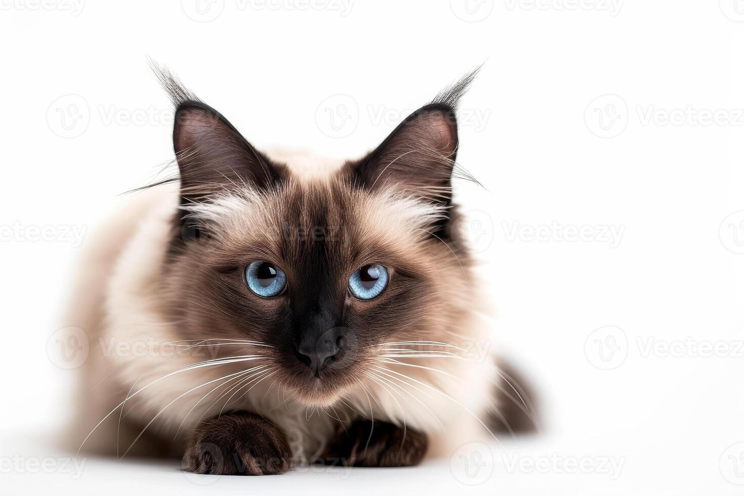 A cat with blue eyes sitting down photo