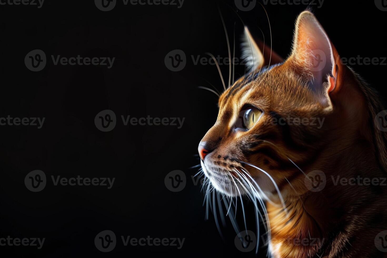 A cat is looking off to the side photo