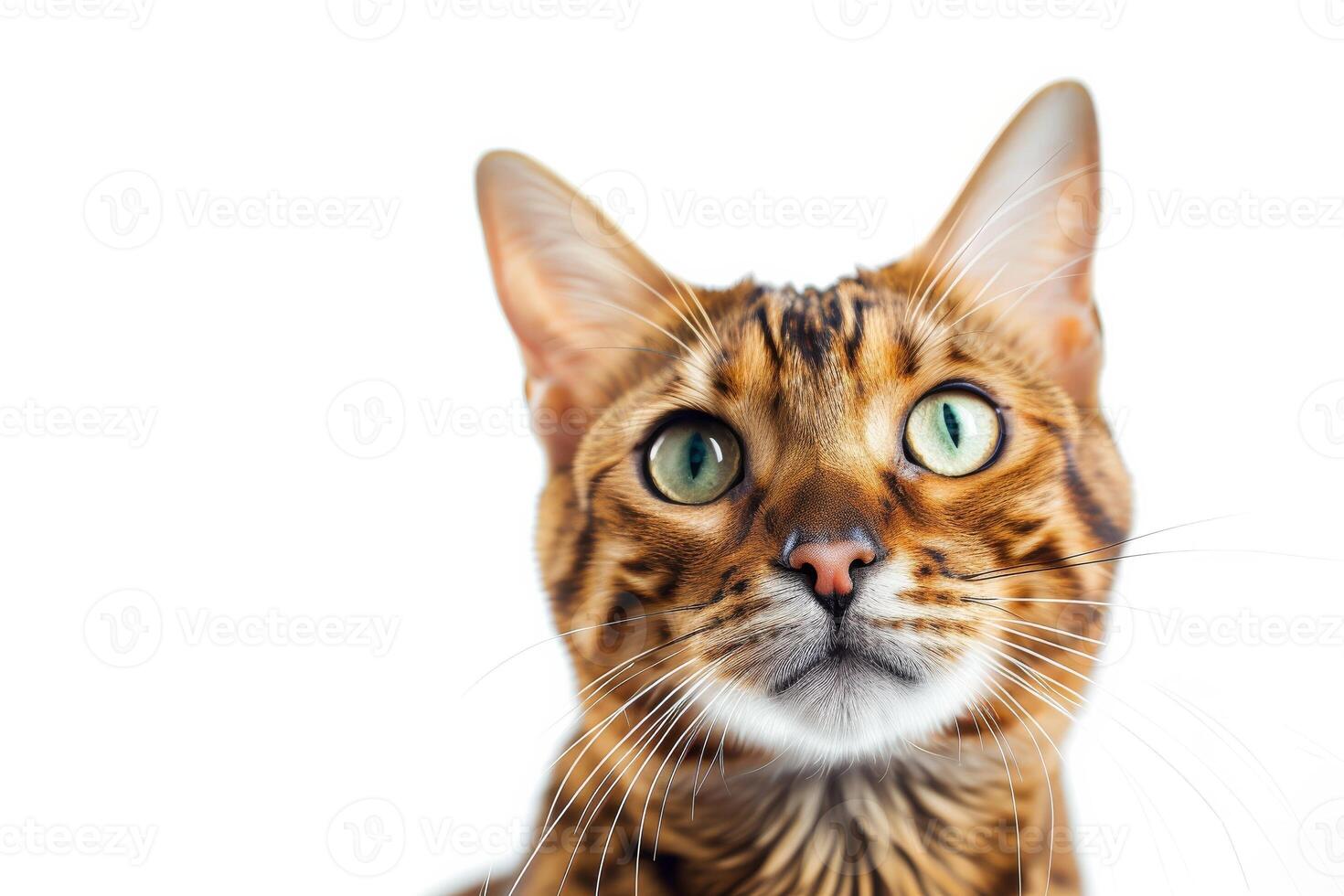 A close up of a bengal cat looking up photo