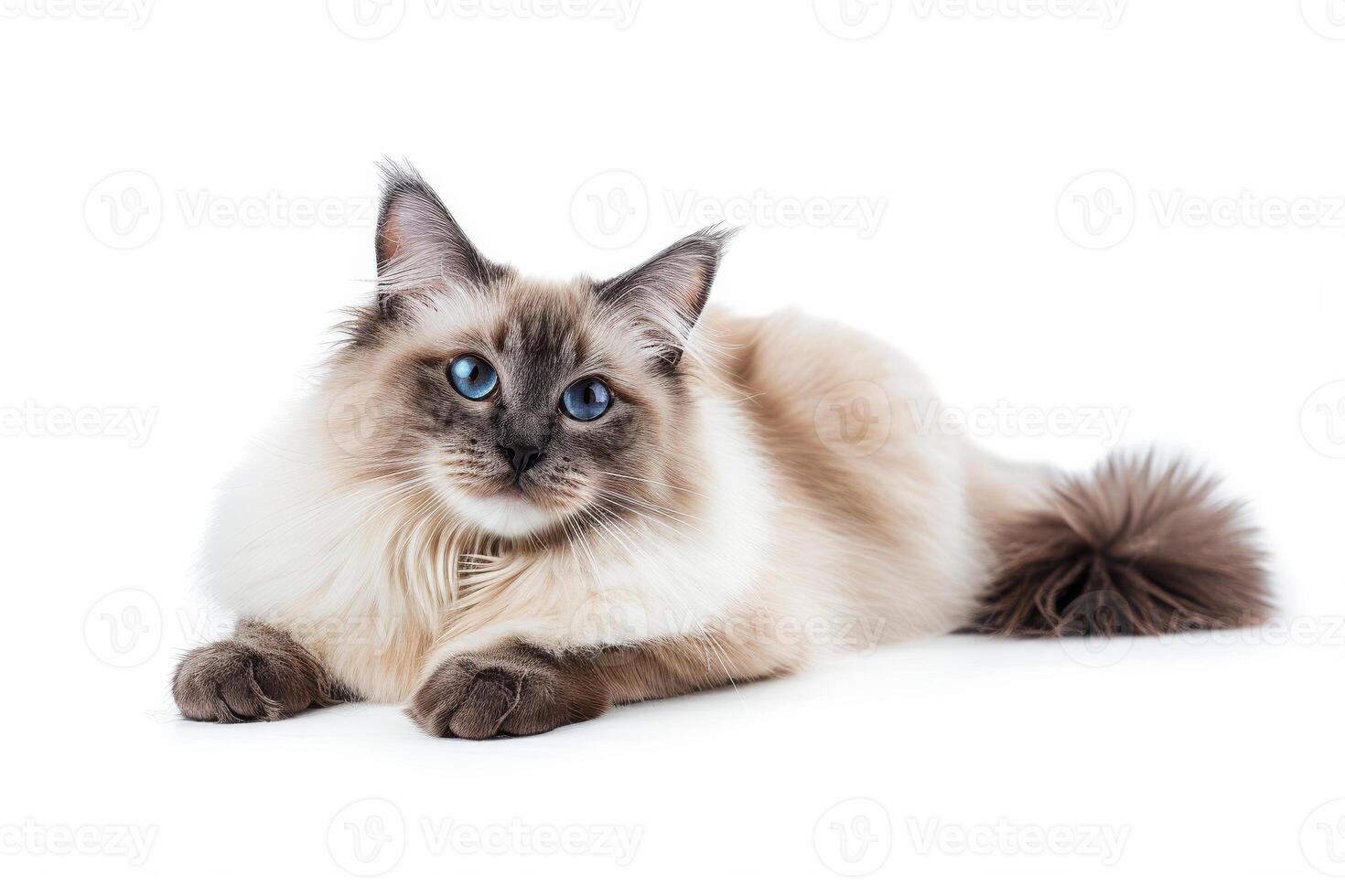 A long haired cat with blue eyes laying down photo