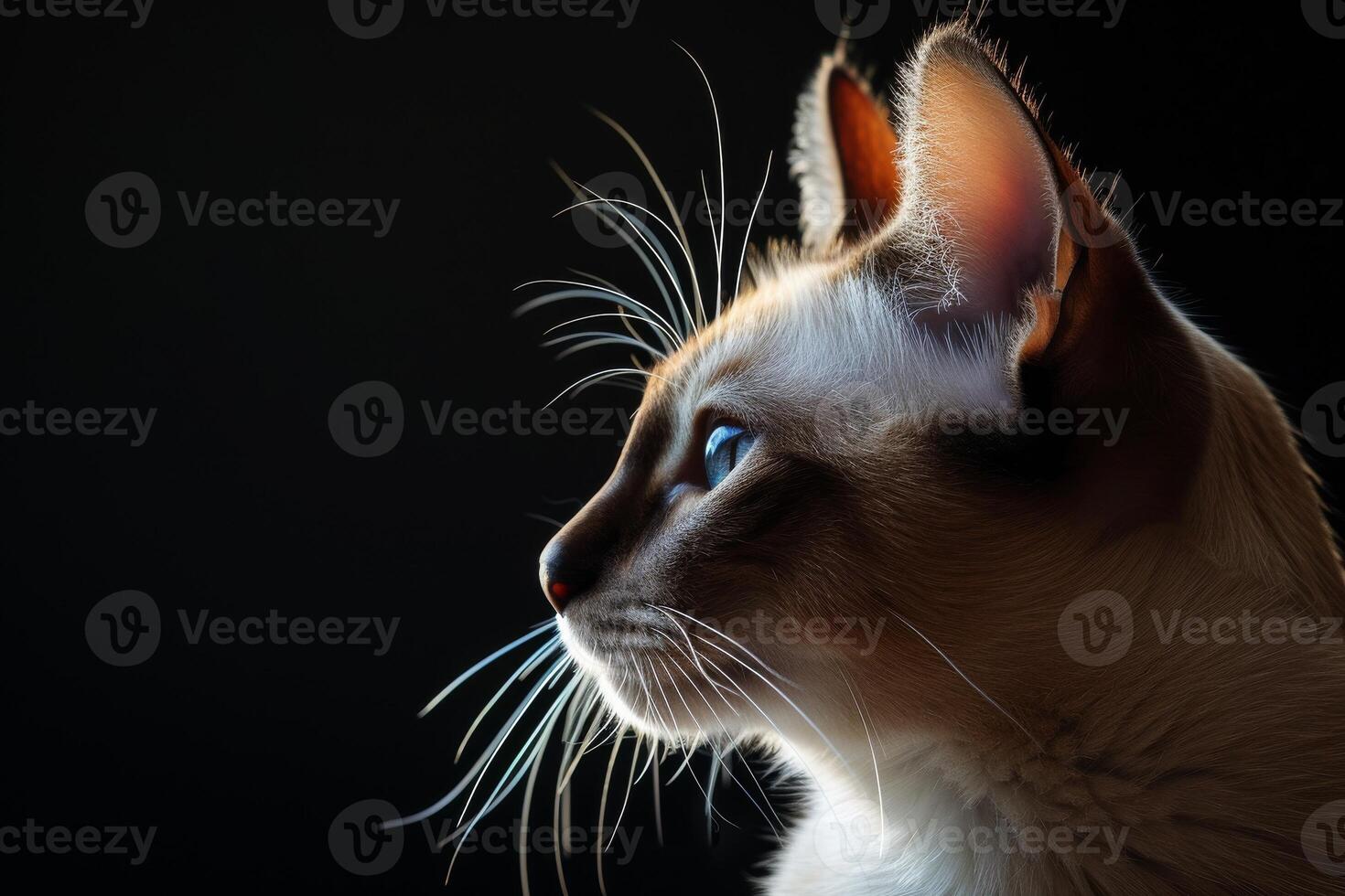 A siamese cat with blue eyes looking off to the side photo