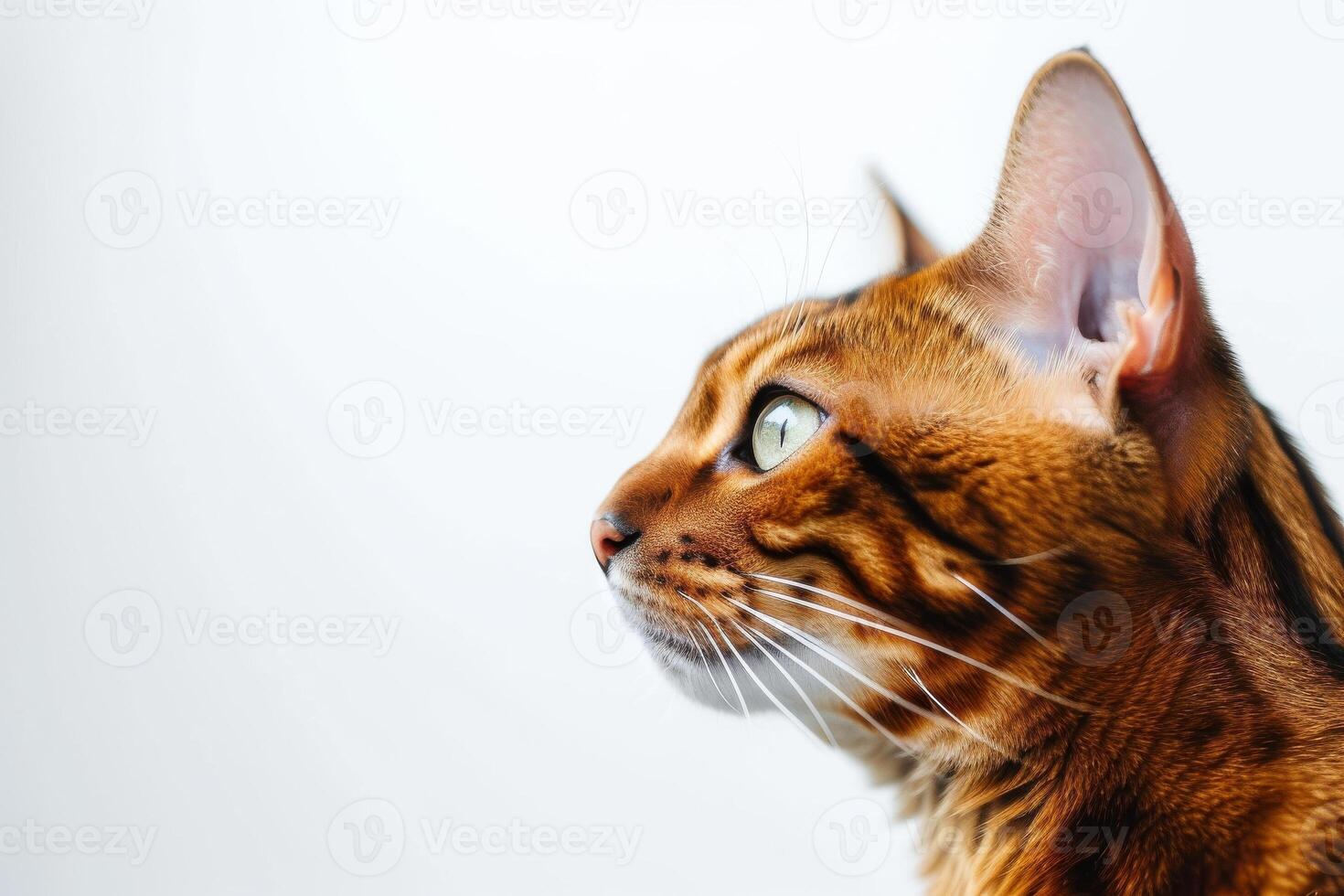 A close up of a cat looking up photo