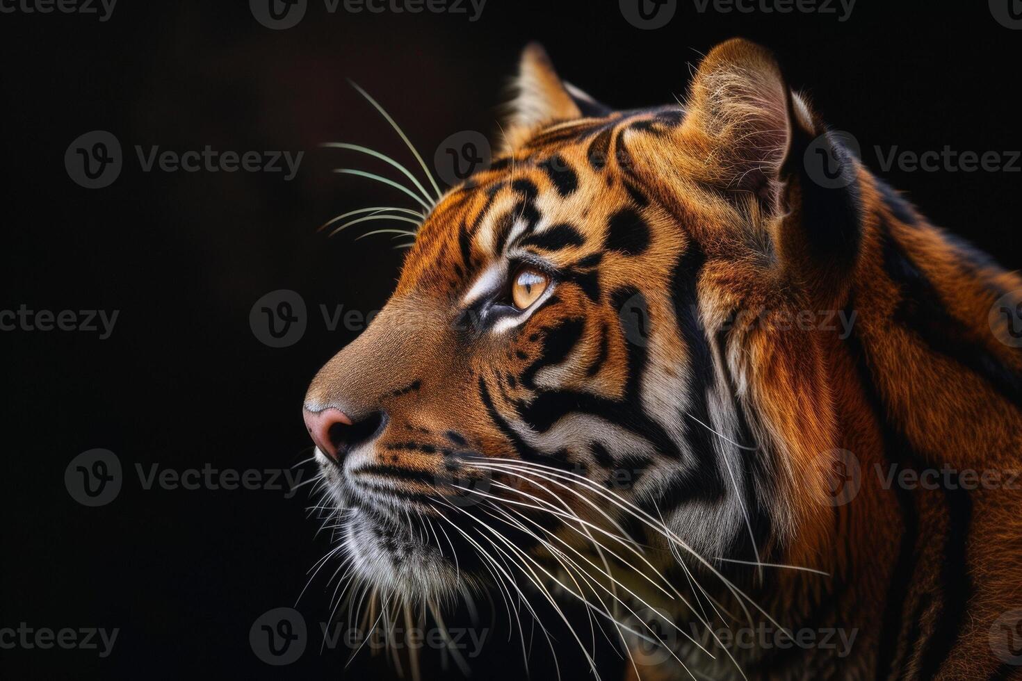 A tiger is looking off to the side photo