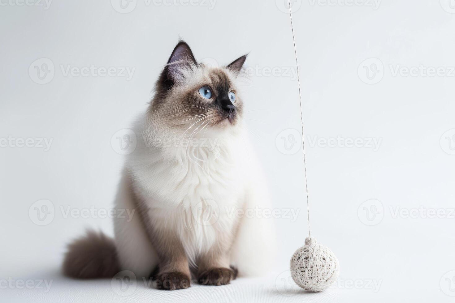 A cat is sitting next to a ball on a white background photo