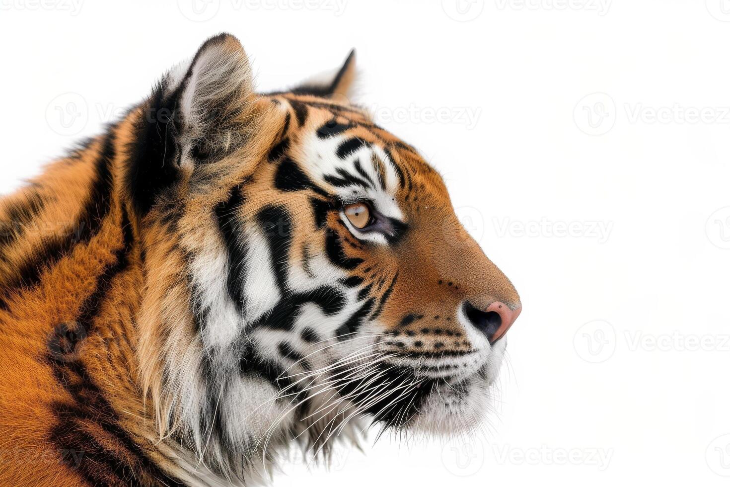 A tiger is looking to the side photo