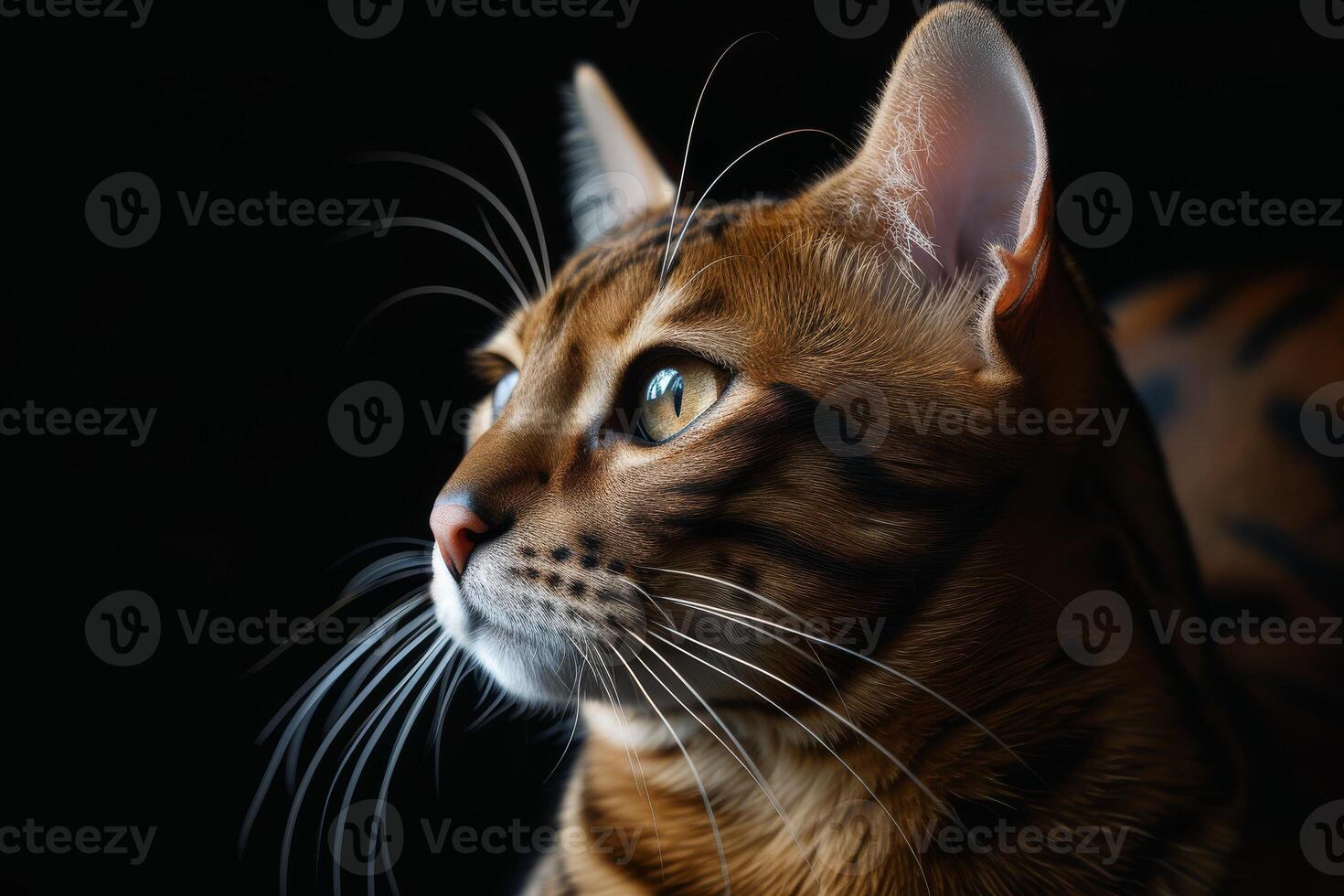A close up of a bengal cat looking up photo